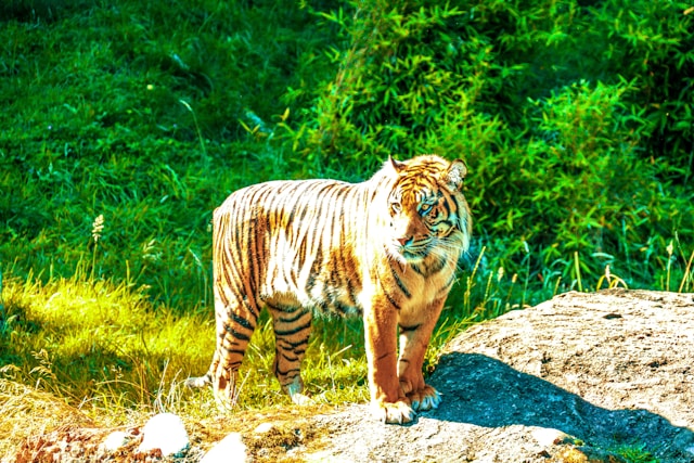 Où trouver les meilleurs endroits pour observer des tigres en liberté ?