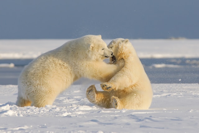 Découverte des ours polaires au Canada