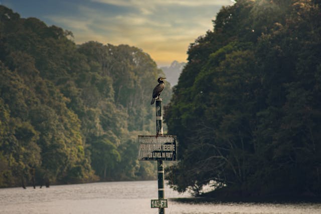 Quels trésors naturels se cachent dans les parcs nationaux les plus époustouflants de l’Inde ?